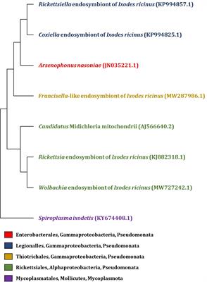 Frontiers | What do we know about the microbiome of I. ricinus?